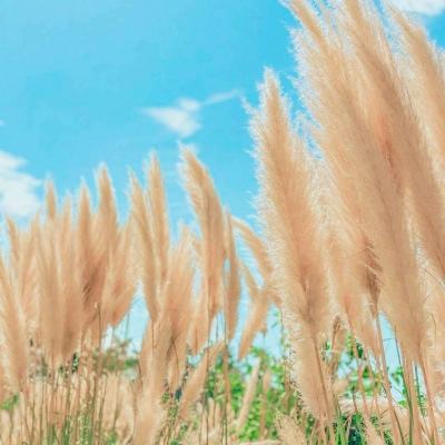 多情剑客无情剑游戏下载