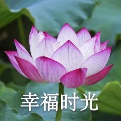 焚山诀正版下载